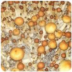 Псилоцибиновые (галлюциногенные)  грибы Psilocybin "Golden Teacher" в Кяхте