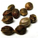 Семена марихуаны АК-47  (Seeds AK-47) в Кяхте